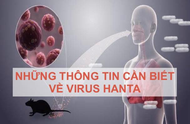 Thông tin cần biết về vi rút hanta: không chủ quan, không hoang mang